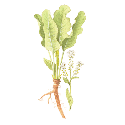 Horseradish