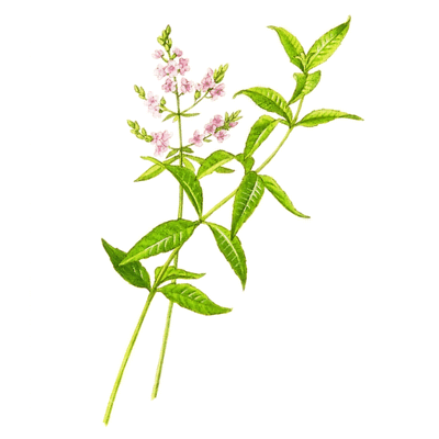 Lemon Verbena