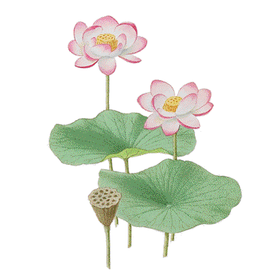 Lotus