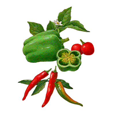 Cayenne