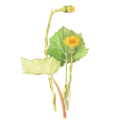 Coltsfoot