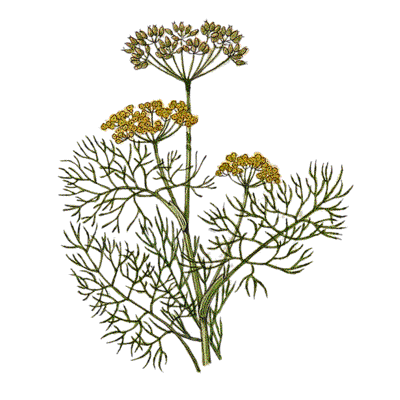 Fennel