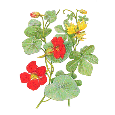 Nasturtium