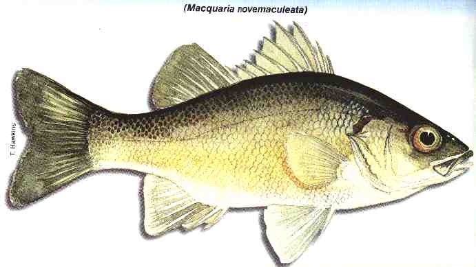 Australian Bass