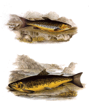 Brown Trout