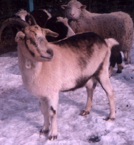 Betty, the Goat