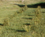 Colorado Blue Spruce Seedlings