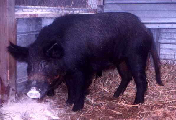 This is the same boar today (2003) weighing in at over 400 pounds.  He has never been nasty to me.