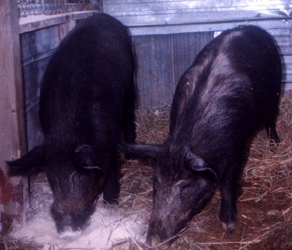Two European Wild Boars (male at left)