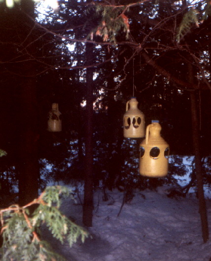 Bird Feeders Amongst the Cedars in Winter