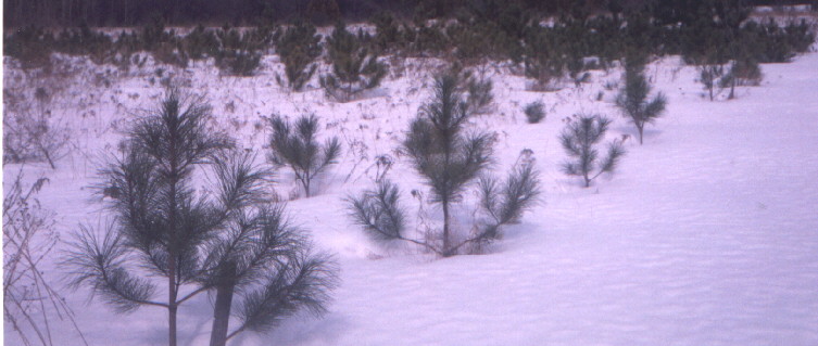 An area of five year Red Pines