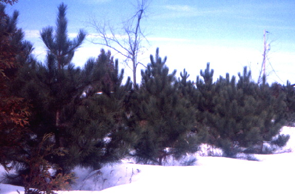 An area of nine year Red Pines