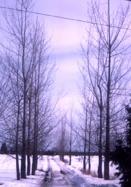 Hybrid Poplars lining the front driveway