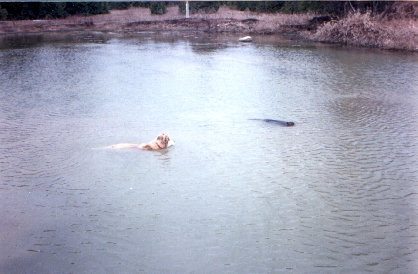 Red Flame chasing a beaver