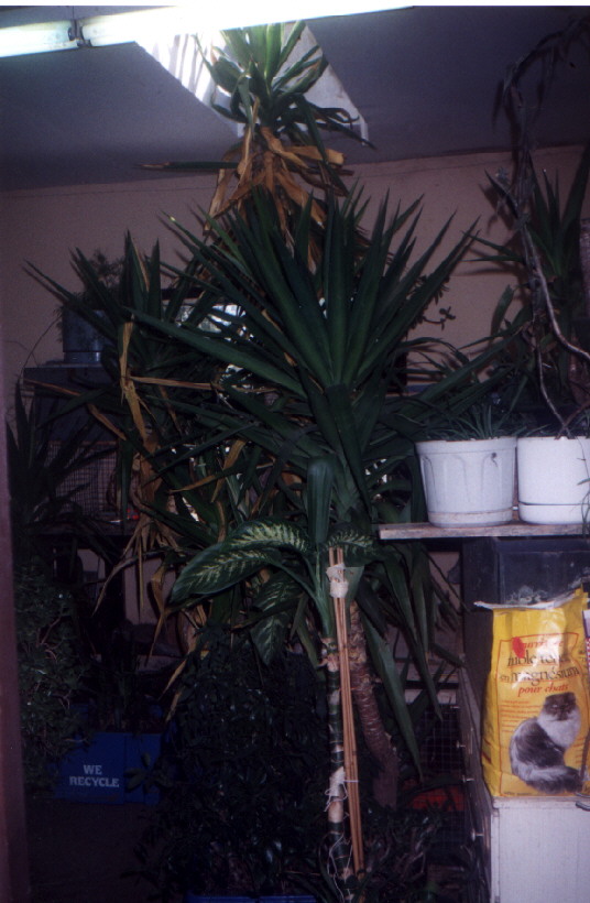 estorage of tropical plants