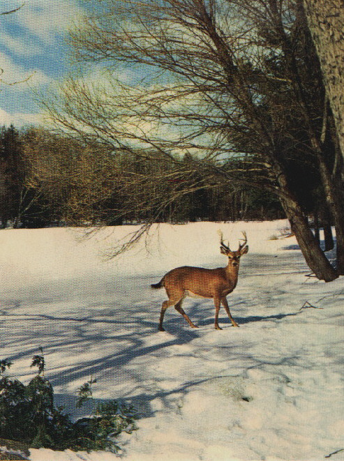 A White tail Buck deer behind the barn in late Autumn.