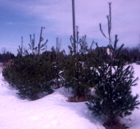 These White Pines have been transplanted to form a wind screen
