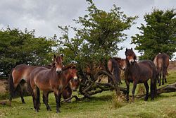 A herd of Celtic Ponies