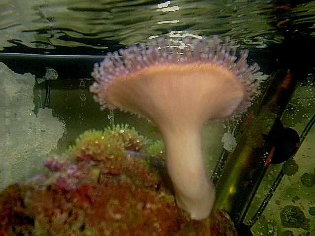 Propagating Leather Coral is Easy. Try it Some Time!