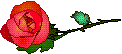 A pretty little rose