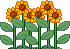 Sunflower Graphic