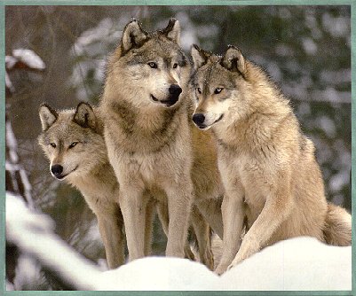 PICTURE OF THREE WOLVES