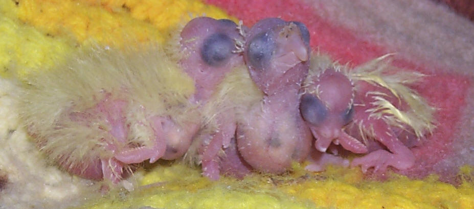 Newly hatched Cockatiels