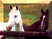 Horse Friends Button