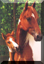 Paint Mare & Foal Button