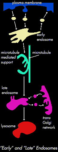 Early and late endosomes