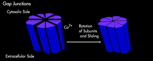 Gap Junctions