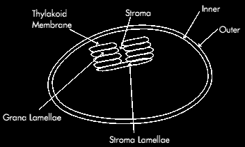 Diagram of Grana and Stroma