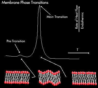 Phase Transition Diagram