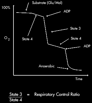 2 States of Respiration