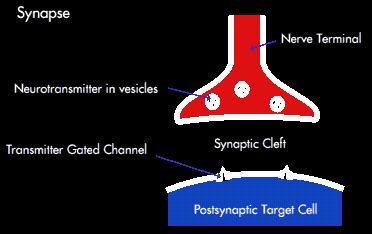 A synapse