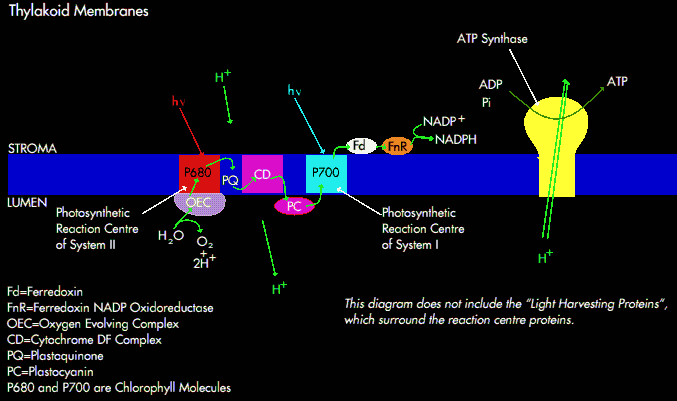 Thylakoid Membrane