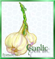 garlic