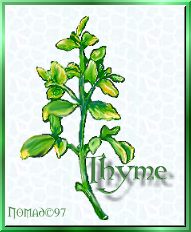 thyme