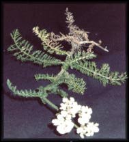 yarrow