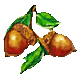 acorns pic