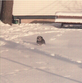 Prinny running in the snow