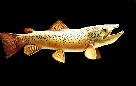 The Humorous Trout