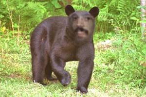 bear !!!.jpg (15586 bytes)