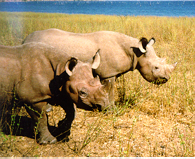 Kiplings and Cleopatra the rhinos -- June 1998