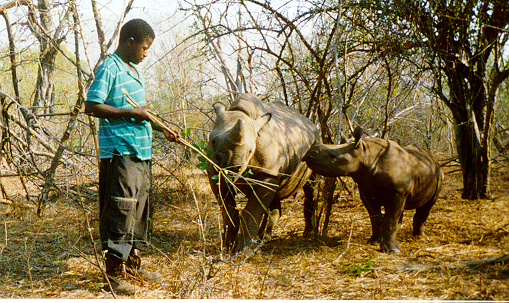 Bongani, a rhino minder at Tashinga, encourages Mugofu and Mbizhi to browse