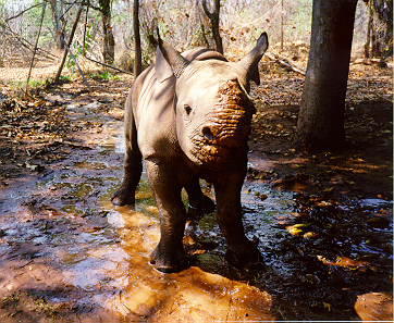 Mbizhi prior to taking a mud bath, October 1997