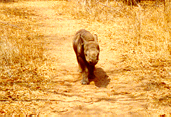 Taking Mbizhi for a walk in the bush -- September 1997