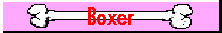 Boxer