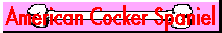 American Cocker Spaniel