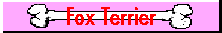 Fox Terrier